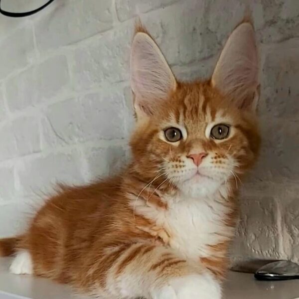 Gangster della TribùDelPigneto