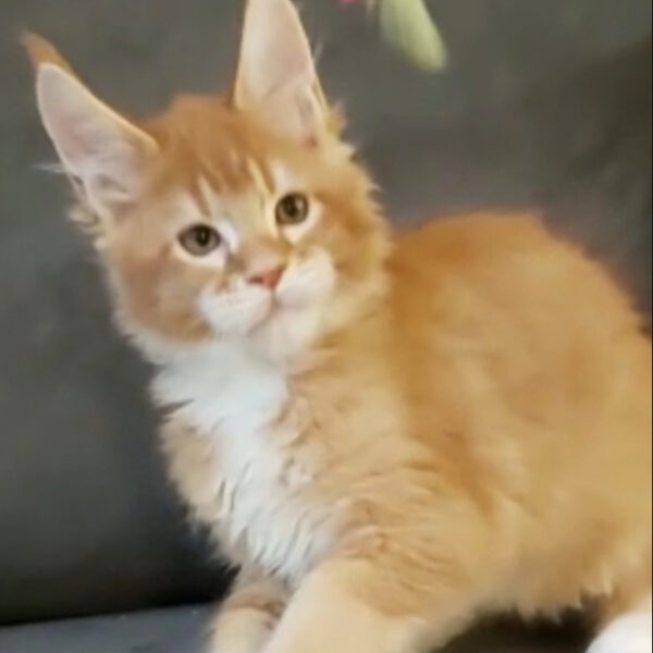 Iron Cat della TribùDelPigneto