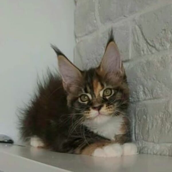 Haiti della TribùDelPigneto