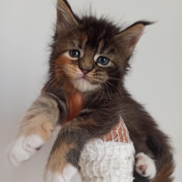 Hotel California della TribùDelPigneto