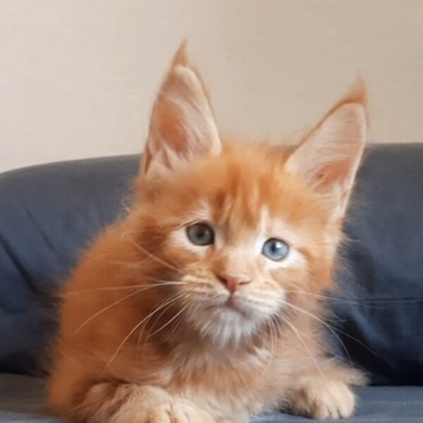 Ke Luna della TribùDelPigneto