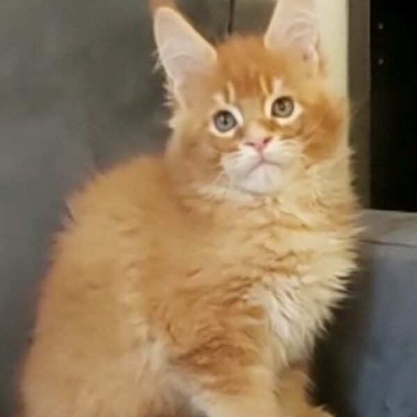 Iron Man della TribùDelPigneto