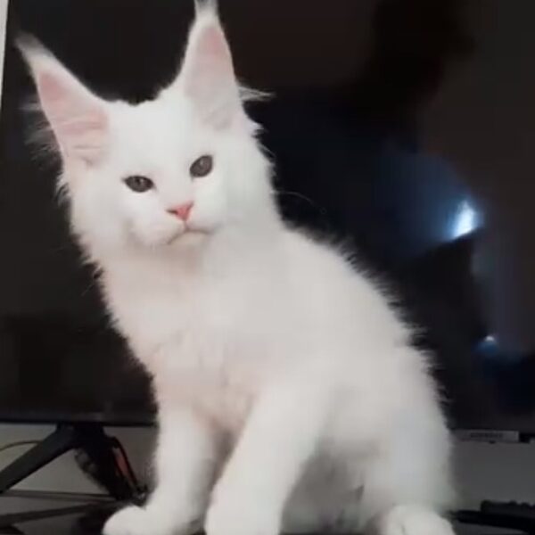 Lucifero della TribùDelPigneto