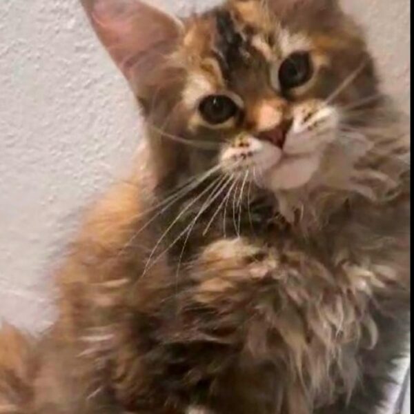 Lady Oscar della TribùDelPigneto