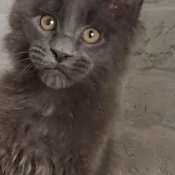 GAetano della TrbùDelPigneto