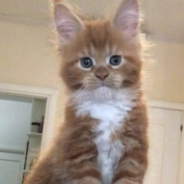 Emma Watson della TribùDelPigneto