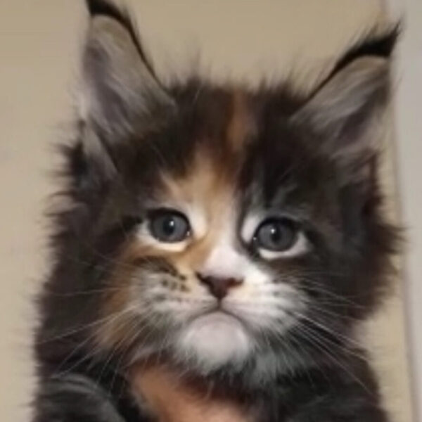 Elizabeth Tylor della TrbùDelPigneto