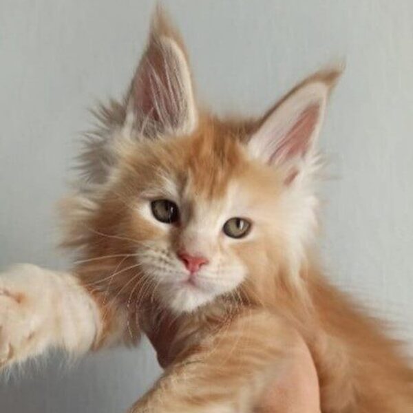 Katia della TrbùDelPigneto